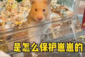 #养鼠日常分享 #白腰金丝熊 #仓鼠生宝宝怎么养 #仓鼠生孩子怎么办 #金丝熊幼崽