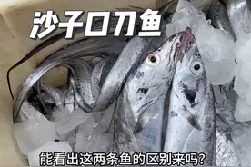 青岛码头上的刀鱼，多少钱一斤？有准确的答案吗？#海鲜原产地视频封面