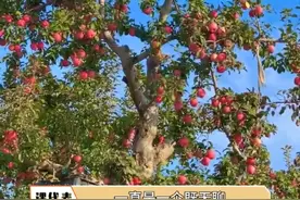 #南北差异 #苹果树 所以到底真的假的呀 南方的朋友现身说法一下视频封面
