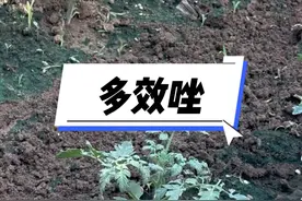 多效唑药害的表现和解决方法#三农#寿光蔬菜#西红柿#多效唑#王友福视频封面
