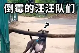 搞笑视频 #看一遍笑一遍 #万万没想到 #原谅我不厚道的笑了 #意想不到的结局 #动物的迷惑行为视频封面