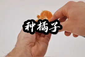 千万别把橘子籽取出来种，不然就会这样#种植#种橘子视频封面