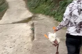 黄鼠狼真的今天晚上又来了😭😭昨天把我的网红帽子鸭咬死给拖走了，今天晚上又来了，速度太快了抓不住，各位粉丝朋友有没有办法抓住黄鼠狼，黄鼠狼虽然是保护动物，但是我可以抓住了到别的地方去放生呀……要不然我真的不放心，它尝到甜头以后每天晚上都会来，而且我查资料黄鼠狼在饥饿的情况下铁网也能咬破。不知道是不是真的，我家这么多鹅鸭🦆，基本上都是宠物级别的我真的一个都舍不得……他们都这么可爱这么听话😭😭我现在好担心黄鼠狼会不会攻击我的鹅😭😭视频封面