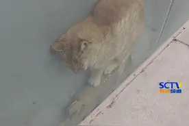 2月1日，河北石家庄。流浪猫被卡玻璃缝中长时间动弹不得，消防员成功营救后被爱心人士收养。视频封面