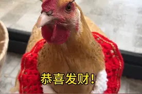 母鸡呆呆给大家拜个年 #会说话的鸡 #拜年 #动物的迷惑行为视频封面
