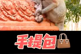 可怜的小猴子被妈妈制作成了手提包👜永远带在身边了……视频封面