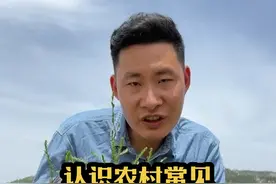 认识农村常见的62种草本植物 这些植物大家都有见过吗？您又认识几种呢？又是怎么叫它们名字的呢？#你的家乡有这种植物吗 #植物科普 #一日一植物视频封面
