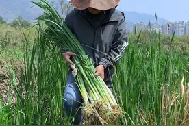 农村人采收水田里的蒲菜，白嫩的根茎似大蒜，叶子是编织的材料 #内容启发搜索 #三农 #植物科普视频封面