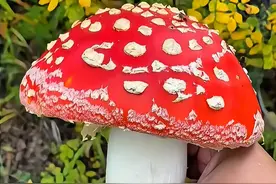 一朵致命！ 8种伪装大师毒蘑菇，第8种连小区草地都会出！蘑菇季保命指南！#科普一下#捡菌子#云南菌子 #毒蘑菇 #内容启发搜索视频封面