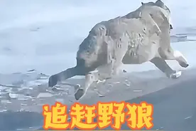 偷杀家畜的野狼被牧民追的疯狂逃窜#野生动物零距离 #动物的迷惑行为 #国外合法拍摄国内请勿模仿视频封面