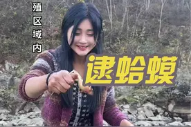 #记录我的农村生活#东北林蛙 #返乡创业林蛙雪蛤生态养殖视频封面