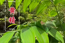 黄精又称老虎姜，俗话说，家有万贯，不如黄精一俩，说的就是它。#黄精 #老虎姜 #植物科普#无限回购的宝藏单品视频封面