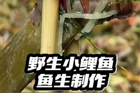 野生小鲤鱼鱼生制作，鱼尾嘎嘎脆！#我想吃鱼了 #原来鱼才是硬通货 #活鱼现杀 #鱼生 #真材实料才能做出好味道视频封面