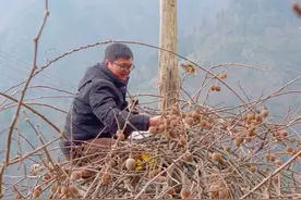 已经是寒冬腊月的时候了，大爷家的猕猴桃，依然挂满了枝头 摘一颗尝尝，实在太好吃了#乡村生活家 #大山里的原生态视频封面