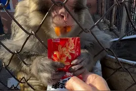 此时这位来自东北的老嫂子正在悠闲地品尝着它的早茶 #猴子 #动物园猴子 #这操作都看傻了视频封面