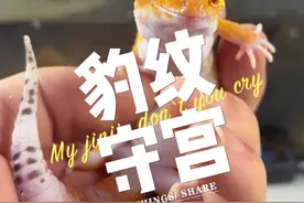 饲养豹纹守宫小百科，不要只看它们的缺点！ #豹纹守宫 #爬宠日常 #睫角守宫 #异宠 #神奇动物在抖音视频封面