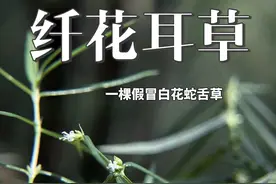 纤花耳草是白花蛇舌草替身吗 它长得像大名鼎鼎的‘抗癌神草’白花蛇舌草，常被误采、误用，甚至被当作替身……但很少有人真正了解它的名字——“纤花耳草”。今天，我们就来揭开这株‘小透明’植物的神秘面纱！”  #万物皆可种草#夏梦逐浪 #自然奇境科普季 #白花蛇舌草