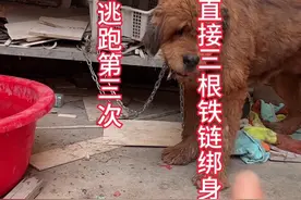 藏獒再次逃跑出门，吓到路人#我和狗狗的故事 #救助 #流浪 #日常生活 #流浪狗视频封面