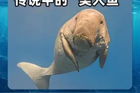 鉴定国家重点水生保护动物，“美人鱼”原型——儒艮 #知识前沿派对 #自然奇境科普季 #儒艮 #海牛 #海王鉴定水生物视频封面