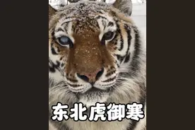 第113集丨东北虎是真正的纯阳之体，御寒三宝，毛长腿短贴秋膘 #东北虎 #老虎 #动物世界 #科普 #涨知识