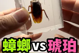 把一只蟑螂做成蟑螂琥珀！会发生什么事？ #抖音商城#趣味实验#蟑螂视频封面