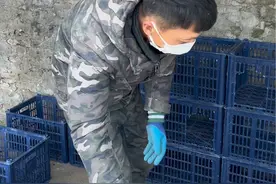说做几个鸽子窝，这大哥拉回来一车水果筐，自己有几只鸽子心里没点数，整这老些筐#我的乡村生活 #农村生活 #鸽子 #鸽子窝 #鸽子巢箱视频封面