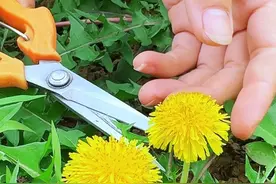 蒲公英也叫婆婆丁，农村人常采摘它的花朵做成蒲公英花茶 #内容启发搜索视频封面
