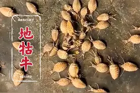 你绝对找不到，小时候常玩的“地牯牛”居然是蚁蛉的幼虫。#地牯牛 #蚁蛉 #科普视频封面