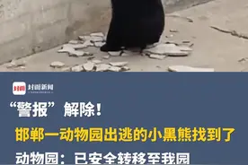 “警报”解除！邯郸一动物园出逃的小黑熊找到了，动物园：已安全转移至我园视频封面