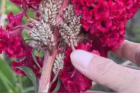 认识鸡冠花吗？花朵鲜艳似玫瑰，农村人在秋天收采它的花朵 #三农 #植物科普视频封面