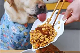 #狗狗沉浸式吃饭 #狗吃的比我好系列 #我吃啥狗吃啥 #狗狗干饭纯享版 #狗狗吃播视频封面