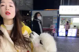 羊驼真爱管闲事！ 我吃个羊肉，关你这小羊驼啥事？嗷次嗷次的叫啥叫？#羊驼 #全网最聪明的羊驼 #萌宠推荐官 #羊驼为什么会对人吐口水 #羊驼智商高吗视频封面