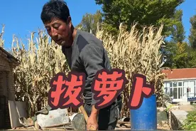今天跟老张一起拨萝卜……视频封面