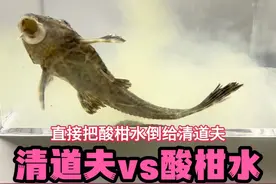 把酸柑水倒给清道夫！会发生什么事？ #清道夫#酸柑水#趣味实验