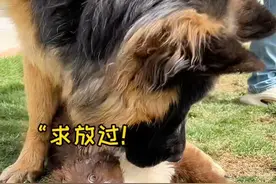 原来护食小边牧的克星竟然是它 #罗威纳一坨视频封面