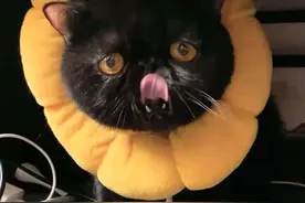 啊，难道它再也当不了超级猫猫了吗？ #黑猫 #超能力 #猫咪的迷惑行为 #离奇视频封面