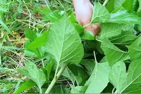 桑枝，你了解吗？村里的老先生常把桑枝采收回家晒干储存视频封面