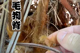 国家二级保护植物金毛狗脊 这个东西现在可能有人感觉山上很多，但在之前某段时间，它几乎要被人挖绝种了#大自然的馈赠 #真实户外 #山里生活 #山野自然 #中药本草视频封面
