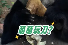 考古萌萌2019年回川相亲，真的好多乌龙事😂#大熊猫三胞胎萌萌视频封面