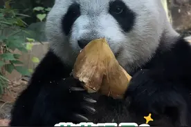考古萌萌2019年回川相亲，真的好多乌龙事😂#大熊猫三胞胎萌萌视频封面