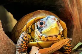 盘点8种互动满分的龟龟🐢，每一只都像小狗一样活跃！ #养龟攻略 #创作者中心 #创作灵感 #抖音创作季 #宠物很乖原来是智商问题