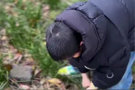 9岁孩子到公园给妈妈摘野菜，回家误将葱兰当野葱食用中毒，一查才发现这是葱兰跟野葱很像