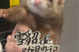 弃养率很高的宠物貂不是所有人都适合饲养的，养之前可以考虑这几个问题#宠物 #宠物貂
