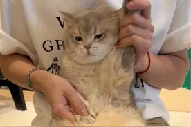 叽叽：整挺好的，下次别来了！！#猫 #七十二变怎么样的变视频封面
