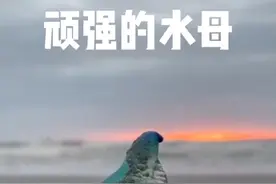 天下万物莫柔弱于水母，而少能胜之。#水母 #世界海洋日视频封面