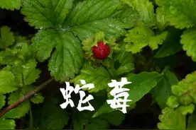 蛇莓是蛇吃的果子吗？它到底有毒没毒？#野外生存 #户外 #探险 #荒野求生 #蛇莓视频封面