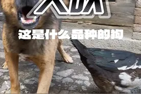 路过村中小道，这小狗突然一叫吓我一跳。这什么品种的狗，叫声让人撕心裂肺，有种慌慌、怕怕的感觉。#土狗#乡村生活#叫声#这狗是有点反骨在身上的#吓我一跳视频封面