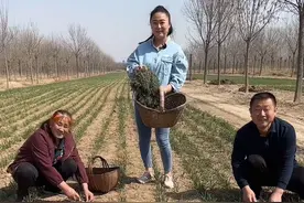 有吃过麦蒿包子的吗，麦蒿多放点儿肉特别好吃#我的乡村生活 #记录真实生活 #三农视频封面
