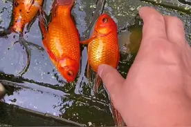 夏天最不喜欢的就是换水！！有想养小鳄鱼的可以看下主腋！168！小鳄鱼带回家！视频封面