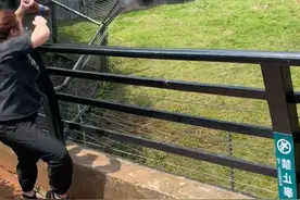 （5月19日，湖南长沙）动物园里女子和大猩猩互动。大猩猩热情配合，甚至还给她扔了个橘子过来。网友：一时分不清谁是猩猩。视频封面